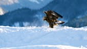 Ein großer Steinadler landet im Winter im Schnee auf dem Berggipfel....