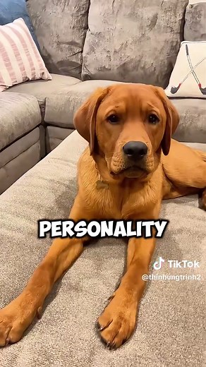 Essential Labrador Retriever Care Tips