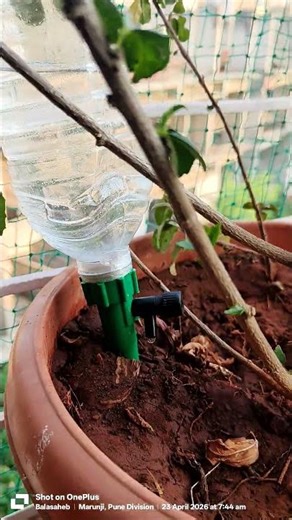 watering plant, automatic #love #song