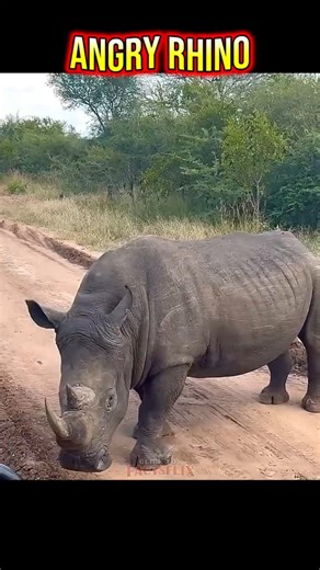 Rhino vs Elephant 🦏🐘 | Who Is The Real Power of Nature? #animalkingdom #trending #viral.