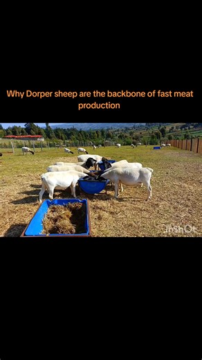 Dorper sheep feeding time at the farm—balanced nutrition, calm handling, and consistency to support healthy growth, strong immunity, and excellent weight gain. Proper feeding ensures our Dorpers reach their full genetic potential while maintaining good body condition and productivity. #DorperSheep #SheepFeeding #QualityNutrition #LivestockManagement #FarmLife