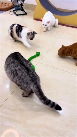 Nio Pets on Instagram: "🐍 Unleash the Hunter Within with the Interactive Snake Toy! 🐱⚡ Watch your cat’s instincts come to life with this wiggly, unpredictable snake toy that moves, twists, and crinkles just like real prey! Perfect for solo play or bonding together. ✨ Why Cats Go Wild for It: · Realistic Motion: Erratic slithering and twisting movements trigger chase mode! · Crinkle Sound: Hidden crinkle paper sparks curiosity and pouncing energy 🎾 · Durable & Safe: Made with tough, non-toxic 