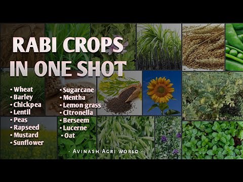 CROP PRODUCTION TECHNOLOGY- 2( Rabi crops) #bsc #agriculture . in one shot complete 5 units.