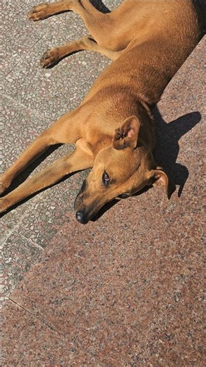 Look in my eyes#黃狗 #animals #狗訓練 #dog #dogcute #狗 #狗狗 #cute #療育 #犬 #犬と猫 #look #shorts #yellow #犬好き