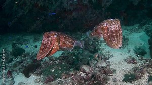 Curious Cuttlefish underwater on a tropical coral reef