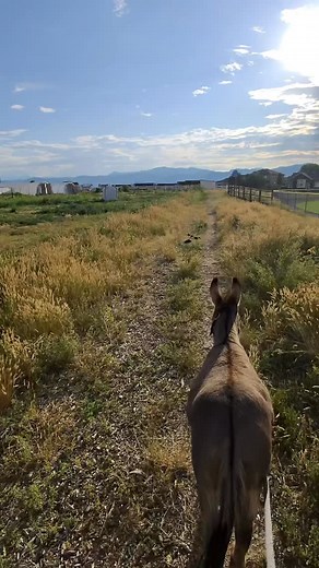 Donkey the Donkey on Instagram: "Taking the donkey for a walk. Horse poop always makes him stop in his tracks."