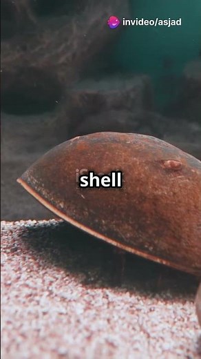 The Creature That Lived with Dinosaurs – The Horseshoe Crab!