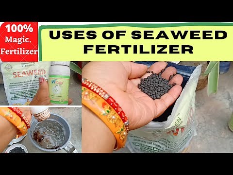 Uses Of Seaweed Fertilizer | How to use seaweed fertilizer for plant's insane growth.Best Fertilizer