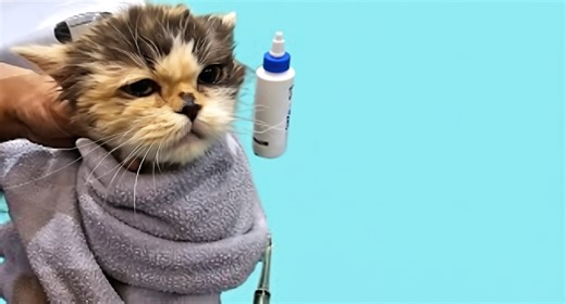 Stray cat finds a loving home