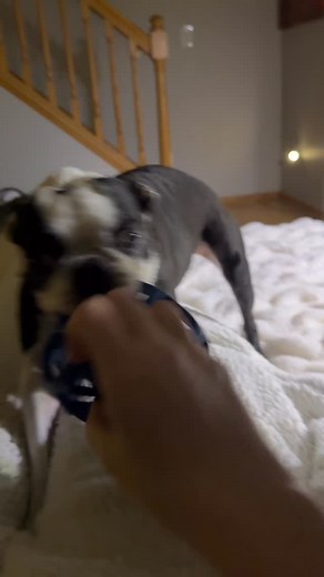 So tough! 😅❤️ | PB&J's World