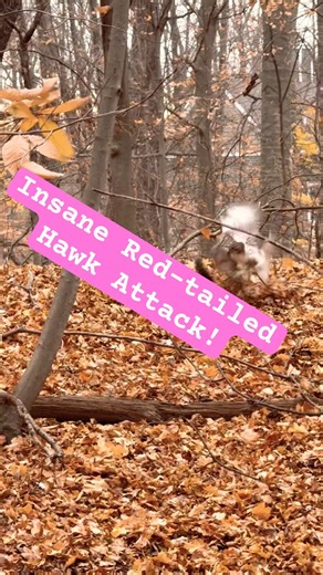 Insane Red-tailed Hawk Catching a Squirrel While I Was Deer Hunting!