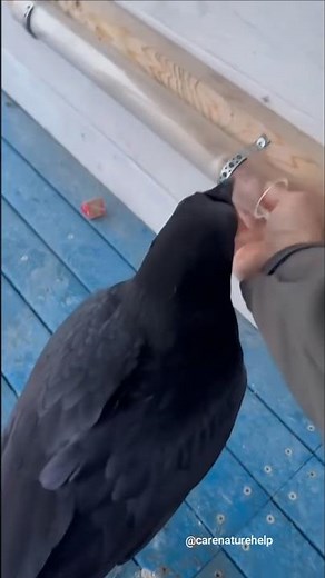 Crow puzzle solving #crow #birds #smartbirds #shorts