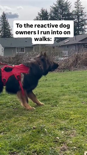 8.5K views · 94 reactions | I often meet owners of reactive dogs who...