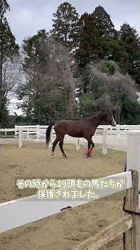 【2026.03.31】🔵保護34頭目の #フォルトゥーナ の近況！ 肉用馬の肥育場からの #引退馬 #Retouch #リタッチ #引退競走馬 #馬｜河内長野市・八街市・山武市