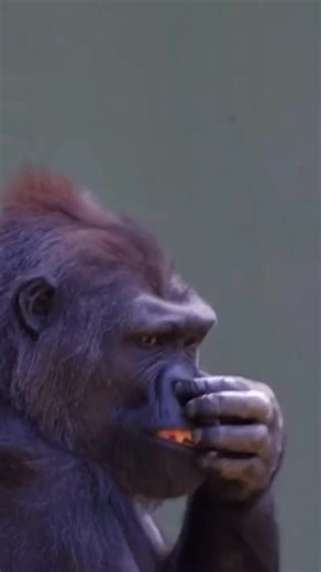 Video Lucu Hewan Ngakak yang Bikin Terhibur