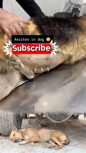 Dog Health Awareness 🐶 | Gentle Veterinary Care for Abdominal Swelling #DogCare #VeterinaryCare