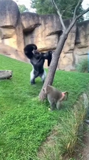 Common on Instagram: "Baboon somehow enters gorilla exhibit and is chased Unedited iPhone footage. Zoo. Gorilla exhibit. Candid CHAOS. BABOON somehow enters gorilla exhibit. HOW? Nobody KNOWS. But it's THERE. In gorilla TERRITORY. Baboon looks AROUND. Confused. "Where am I? Oh NO." Big gorilla SEES it. Notices INTRUDER. TRESPASSER. Gorilla is UPSET. Very upset. "You don't BELONG here." Gorilla CHASES baboon. Full SPEED. Aggressive. TERRITORIAL. Baboon RUNS. Fast. PANICKED. Heads for TREE. Safety