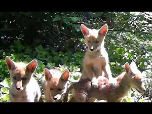 Trail cams capture coyote family of 8 playing in Portland backyard over 7 days