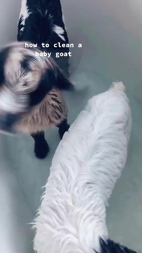 How to Clean a 3-Day-Old Baby Goat