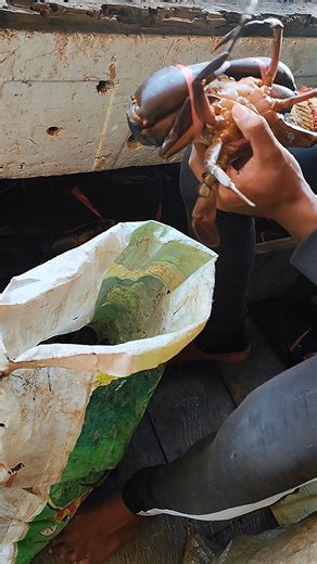 Crab Anatomy Explained in Brief 🦀 #Crab #MarineBiology #Science #Shorts