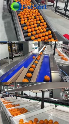 Tired of Messy Citrus Packing? This Table is The Solution. #machine #agriculture #sorting