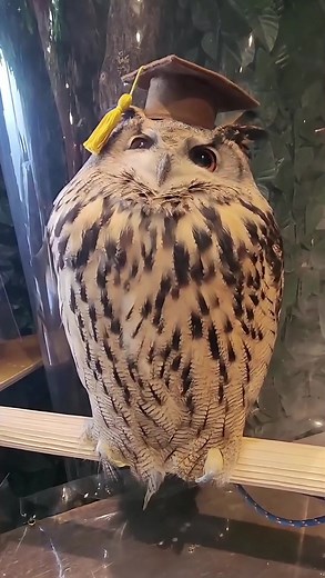 Owl Core: Funny & Happy Pet Owl Clips