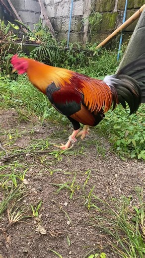 Lakatan 2x Winner Highlights in Sabong