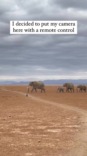 “Decidí poner mi cámara aquí con un control remoto” Un fotógrafo tomó estas increíbles imágenes a unos gigantes majestuosos. 🐘❤️🤍 #animal #elefante #animales #elephant #animallove | Animal love