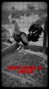 The Rise of American Farmyard Diversity In the early 1900s, American farms were home to a wide range of poultry types, each adapted to local needs and environments. These birds were valued not just for their usefulness, but also for the unique traits that set one family’s flock apart from another’s. Their diversity reflected the lifestyles and traditions of rural communities across the country. Over time, certain traits became symbols of reliability—strong frames, defined feather patterns, and r
