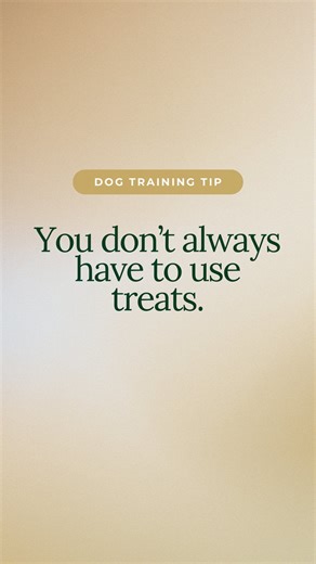 Rewards come in many forms, not just food! If you’re using petting, make sure it’s truly reinforcing. Try a consent test: stop for a moment- does your dog actively return for more? That tells you everything.🐾 #trainwithoutpain #killingtonvt #dogtrainingvermont #vtpets #mountainsidemutts❤️🌟🐾 | Mountainside Mutts
