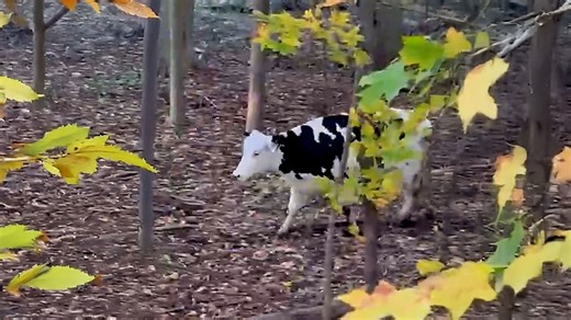 Pregnant cow escapes dairy farm to have her baby