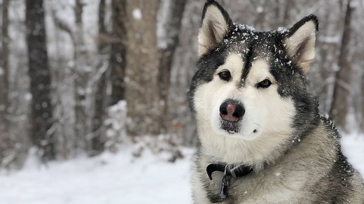 Sit Means Sit Dog Training Detroit - Puppy Training in Detroit