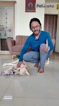 Why Do Dogs Growl While Playing? Decoding Growls During Playtime #petguruacademy