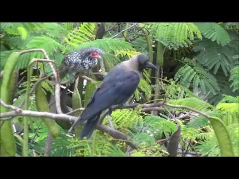 House crow feeding the koel chick