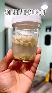 How to check seed viability | Crafts and graft