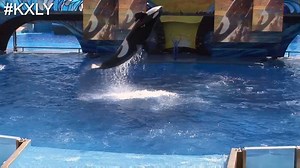 14K views · 400 reactions | IT IS NOW ILLEGAL to breed killer whales...