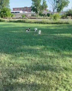 Every night Gracie’s newest G-Dog Merle “helps” with the walk. 💕 | Gracie's Doggie Delights