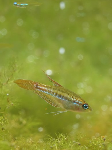 Exploring Fish Species in a Thai Pond