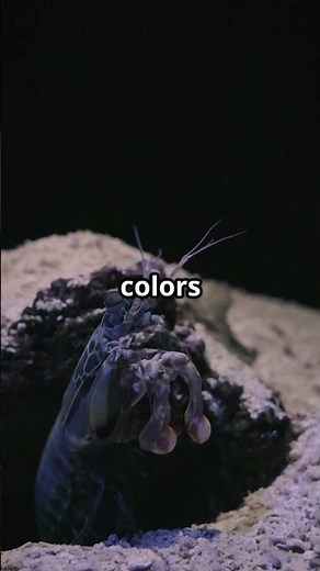 Incredible Mantis Shrimp Facts You Must See!