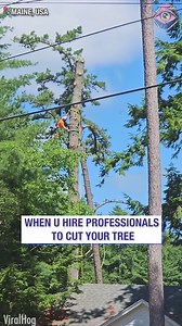 60K views · 68 reactions | This tree doesn't give up without a fight料 | Bright Side Fun | Facebook