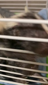 94 reactions · 12 comments | Can you speak #skunk language ? 令令 What do you think they are chattering about? Wildsoulswildliferescuerehab.org | Wild Souls Wildlife Rescue and Rehab | Facebook