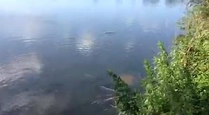 6K views · 110 reactions | Ferry meadows today for the last Peterborough DAA open. Peg 106 on gunwade was my home for the day. Decided to go long as pegging is tight and to cut a long story short never had a bite nor looked like getting one! The reason perhaps is explained by the video below as there were loads of bream spawning in Overton which was nice to see. Next stop for me is Holland for Euro feeder champs next weekend! | Steve Ringer Fishing | Facebook