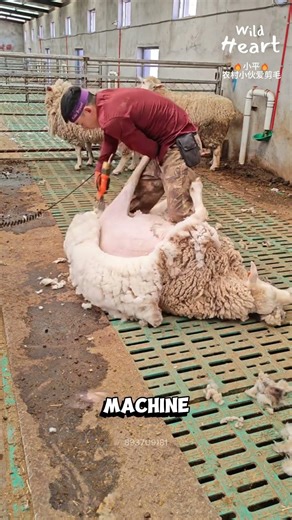 Why Sheep Get Flipped
