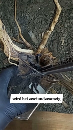 Chromatopelma einsetzen ins neue Terrarium #tarantula #vogelspinne #terrarium