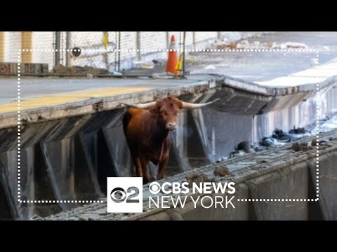 See it: Bull spotted on NJ TRANSIT tracks near Newark Penn Station