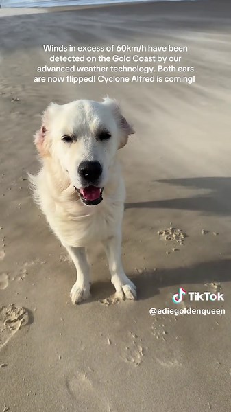 Cyclone Alfred Updates: Gold Coast Weather Insights