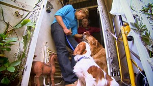 Vet drains dog's leaking heart valve 😱 | Bondi Vet