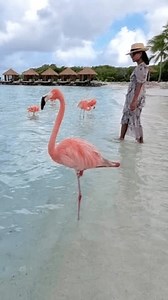 Flamingo Stands Gracefully Next Woman On 库存影片视频（100% 免版税）3447515559 | Shutterstock