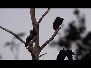 Sony RX10 IV 25x 4K Zoom Test