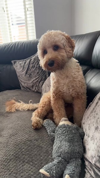 toby_the_cockapoo2 on TikTok